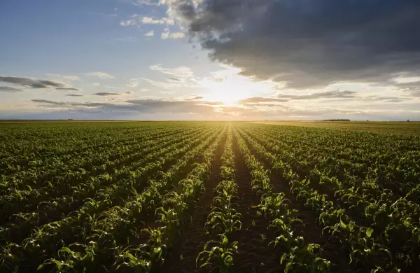 Los precios de los commodities agrícolas se recuperan y hay buenos indicios para la próxima campaña