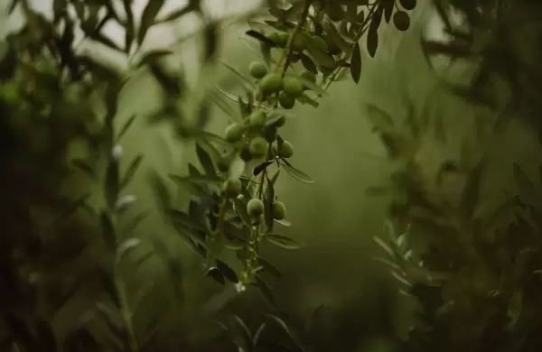 Aceite de oliva, el "oro verde" que espera subirse al tren de la demanda global