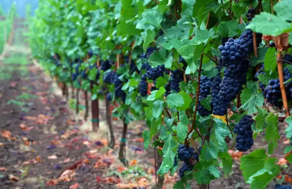 Día Internacional del Pinot Noir 2025: más de 15 millones de kilos procesados consolidan a esta cepa en Argentina