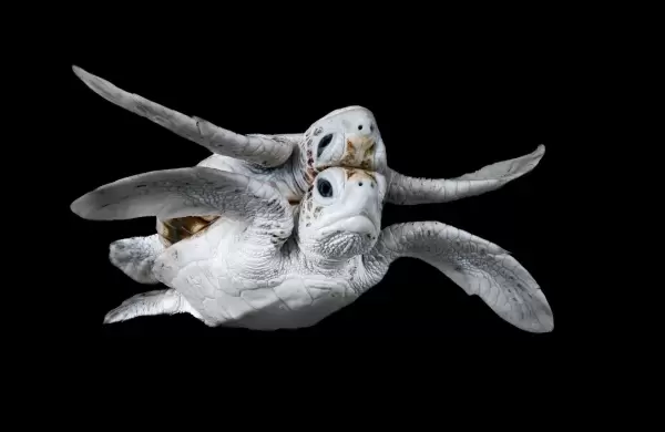 20 fotografías marinas que compiten por el premio Ocean Photographer of the Year