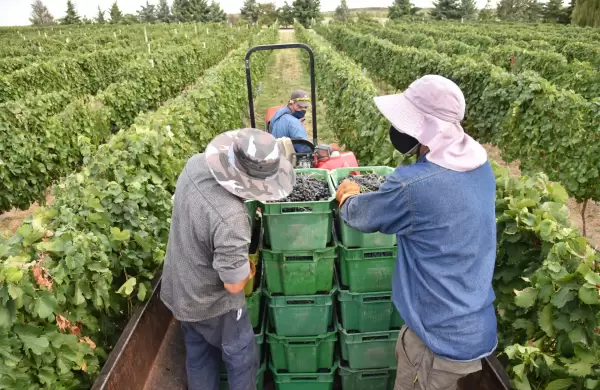 Cómo es el mini RIGI que impulsa La Pampa para atraer inversiones y diversificar su economía