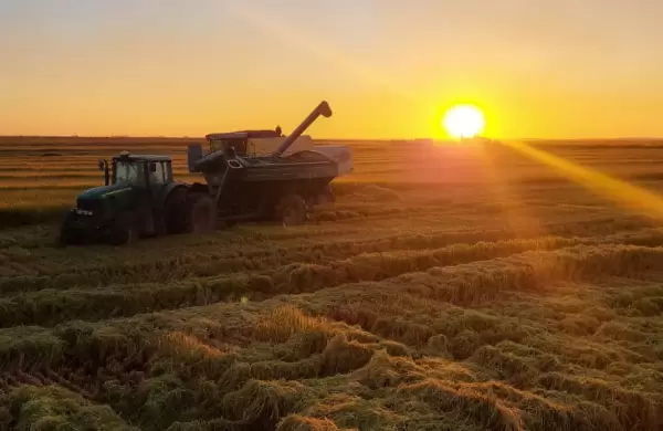 En busca de dlares, cmo impact la baja de retenciones en las decisiones de siembra de granos