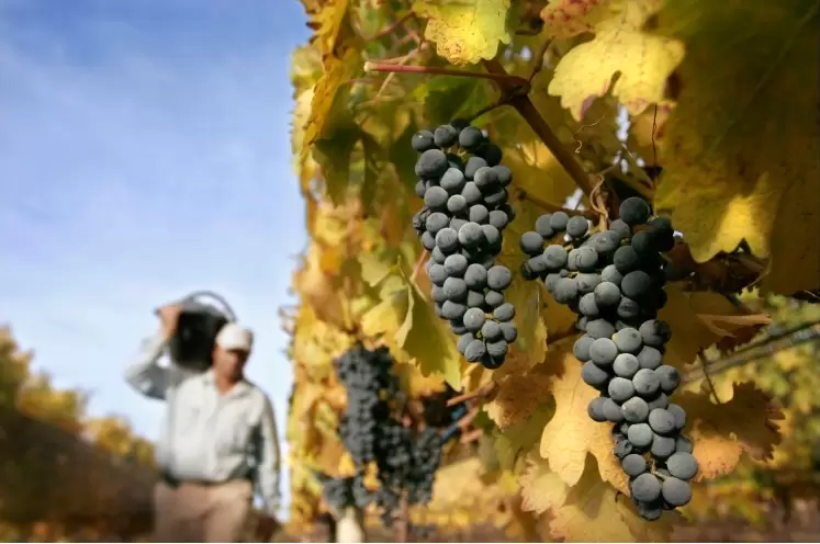 Bodega Malma, San Patricio del Chaar, Chacra La Pay, Patagonia.