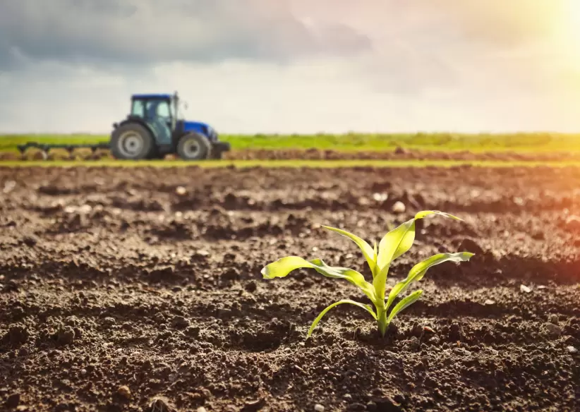 campo, tierra, agricultura