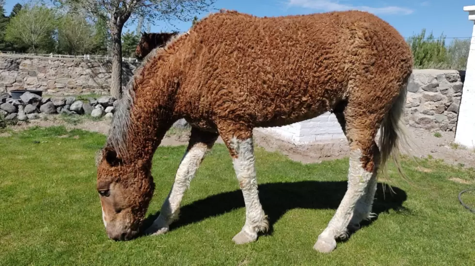 caballos con rulos