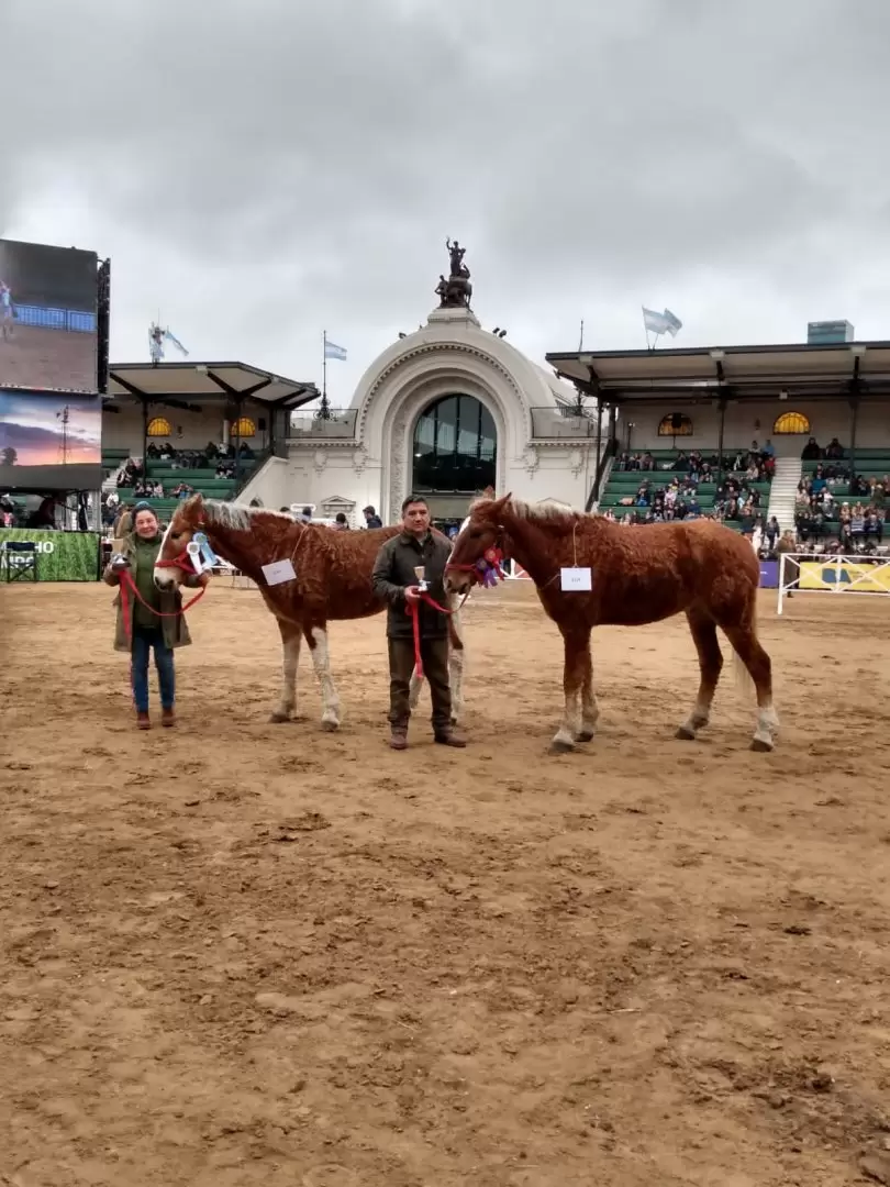 caballos con rulos