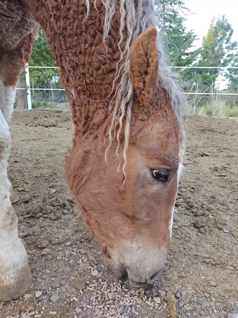 caballos con rulos