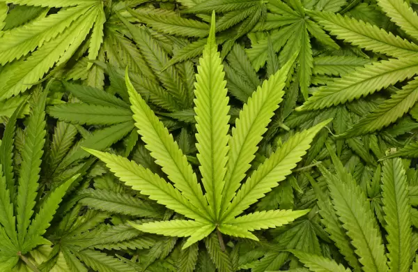 Conocé la startup fintech que impulsa la industria del cannabis