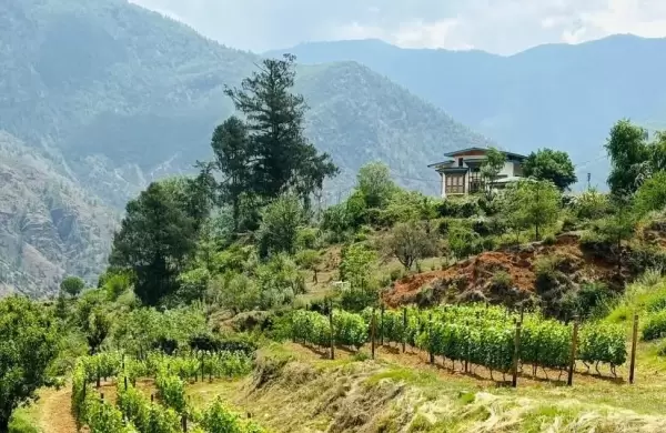 Una pareja convierte a Butn en el pas ms nuevo del mundo en producir vino