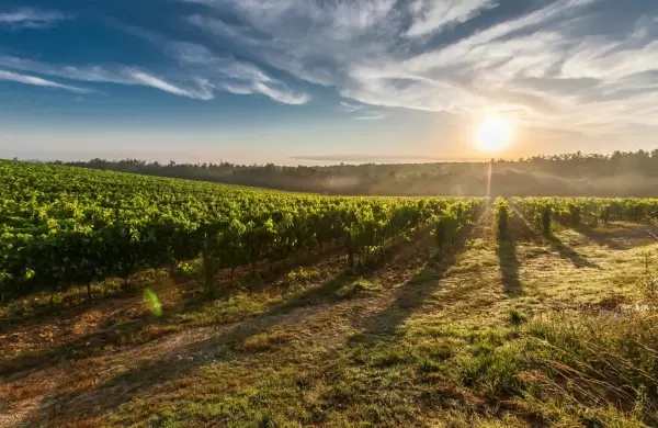 Agroindustria: qu hace falta para potenciar su expansin segn 50 lderes del sector