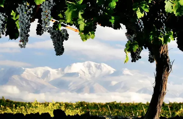 Cabernet Sauvignon: los encantos detrs de la tercera uva ms plantada del pas