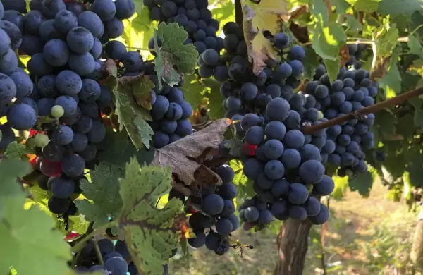 Un clon de Cabernet Sauvignon para enfrentar plagas y el cambio climtico