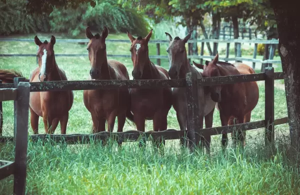 Hito argentino: nacen los primeros caballos del mundo editados genéticamente