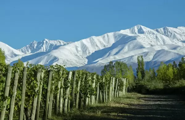 El Pinot Noir argentino que seleccion Forbes entre los 20 mejores ejemplares del mundo