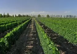 Doce vinos para conocer San Rafael y sus bodegas