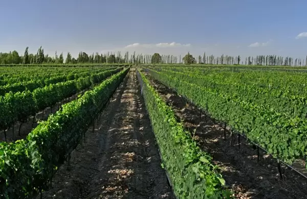 Doce vinos para conocer San Rafael y sus bodegas