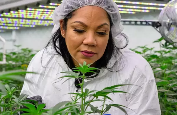 De perder su hogar a convertirse en una pionera del imperio de cannabis: la historia de Chanda Macias, conocida como "la Reina Zulu"