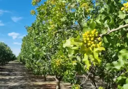 Quines lideran el boom del pistacho en la Argentina