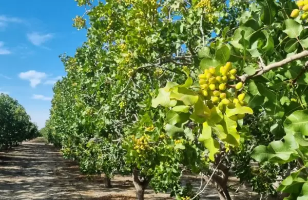 Quines lideran el boom del pistacho en la Argentina