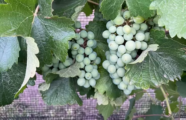 Viedos, historia, quiet luxury, tradicin y aventura: cmo es el circuito enoturstico de San Rafael