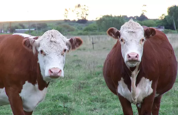 Efecto Conexin Ganadera: el fondo Portfolio Ganadero inform a sus inversores que no har frente a sus pagos