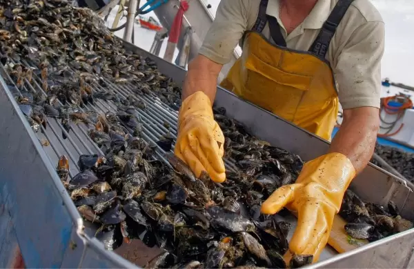 Esta empresa impulsa la primera producción industrial de mejillones en la Argentina