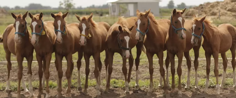 caballos clonados