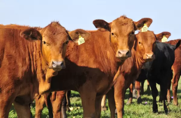 Cmo impacta la suba del dlar y la disparada de tasas en la exportacin de carne argentina