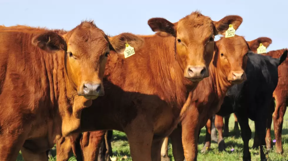 Ganado, ganadera, toro, vaca