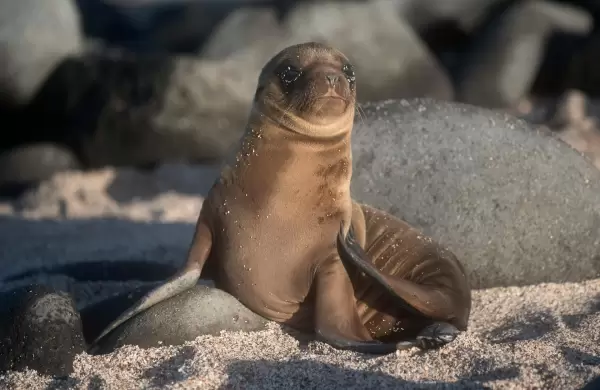 Cinco destinos turísticos que sorprenden por su fauna en la playa