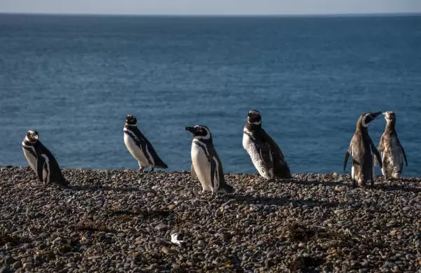 Quines son los divulgadores cientficos nombrados Exploradores del Ao por Rolex y National Geographic