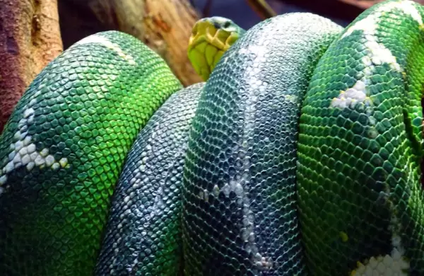 Hallan en Amrica Latina a la serpiente ms grande del mundo: pesa ms de 1000 kilos