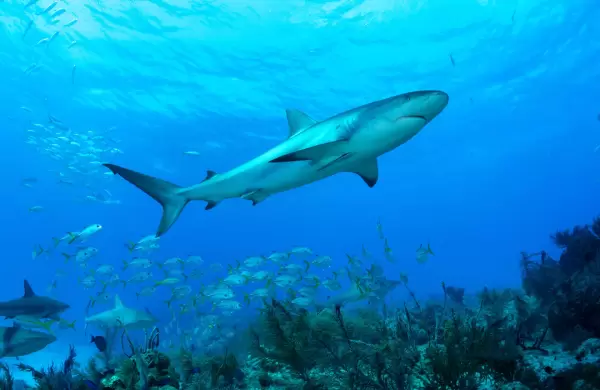 Cmo el turismo de tiburones est impulsando nuevos descubrimientos cientficos