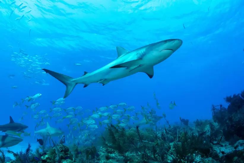 Un tiburn de arrecife del Caribe en las Bahamas. Cristina Mittermeier