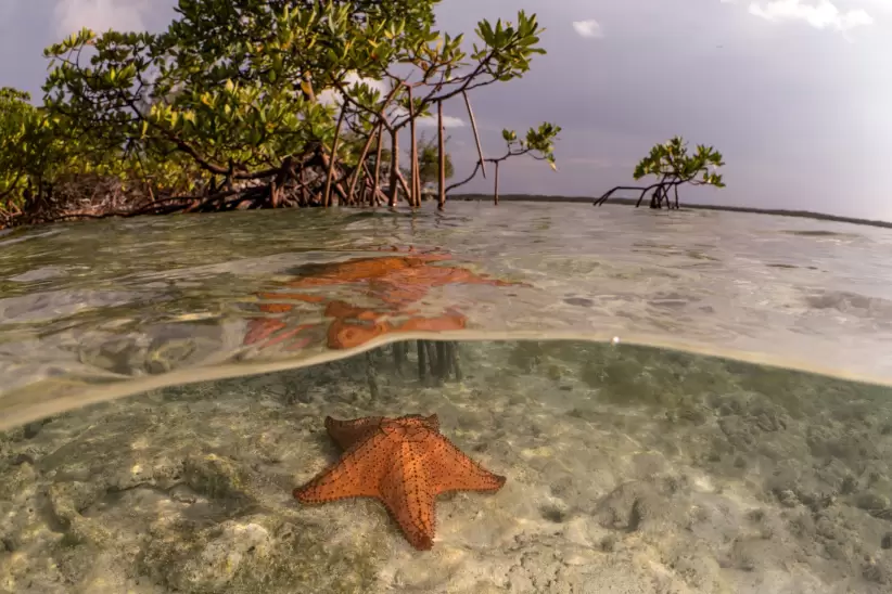 Una estrella de mar solitaria descansa en las Bahamas. Cristina Mittermeier