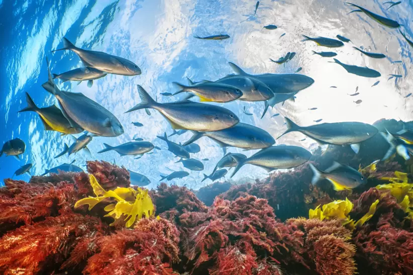 Un banco de jureles en Nueva Zelanda. Cristina Mittermeier