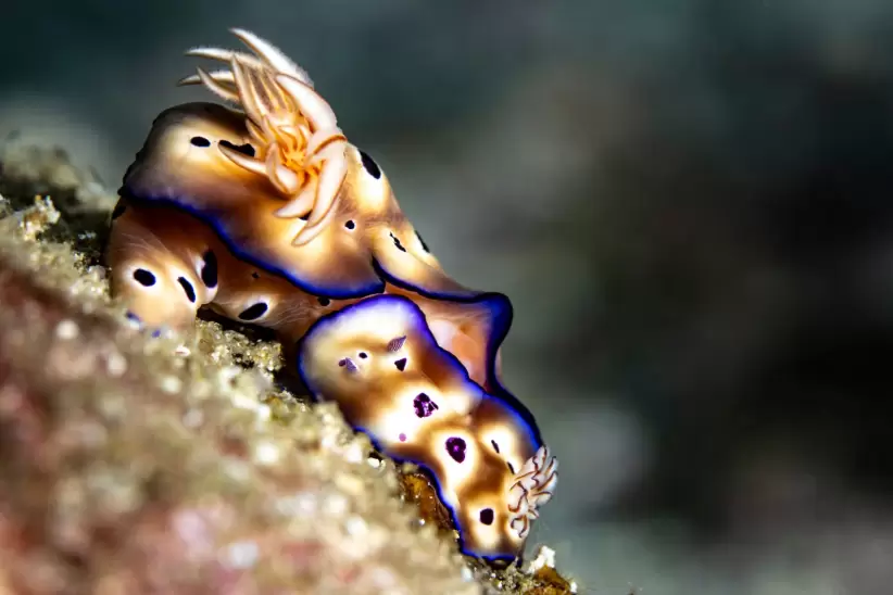 Dos nudibranquios descansan sobre el coral. Cristina Mittermeier