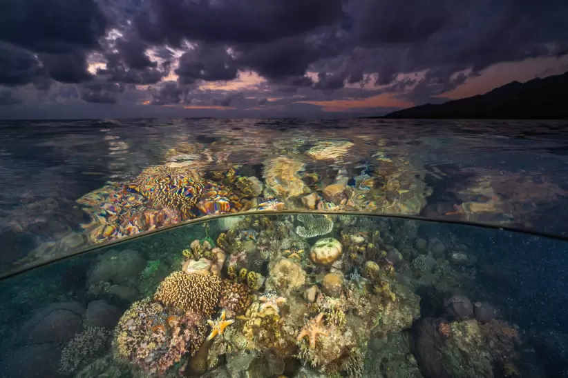 La luz del sol se filtra a través de la superficie del océano e ilumina un arrecife de coral blanqueado frente a la costa de la Polinesia Francesa.
