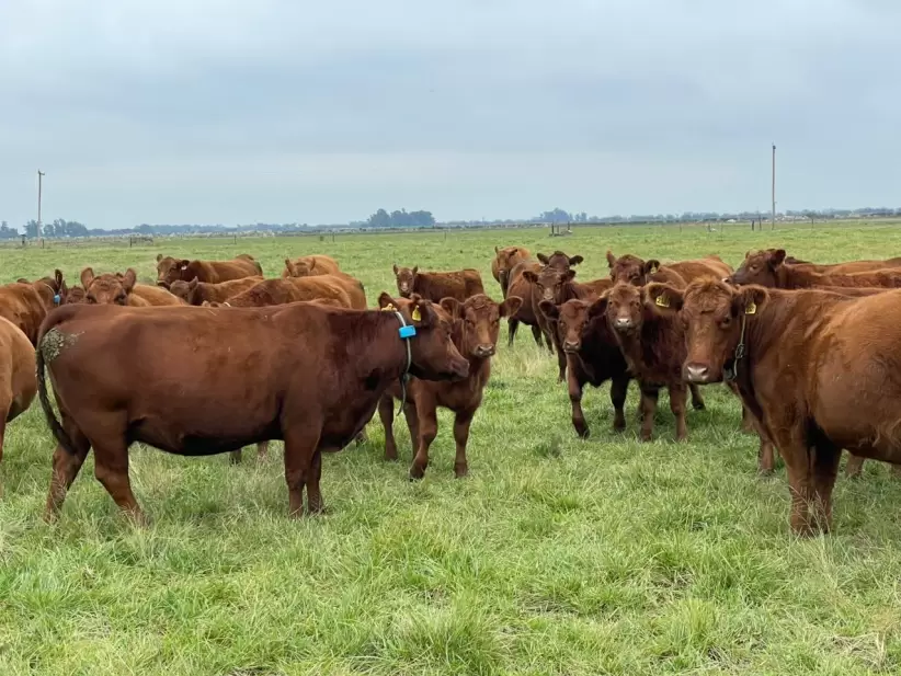 Vacas Nandi