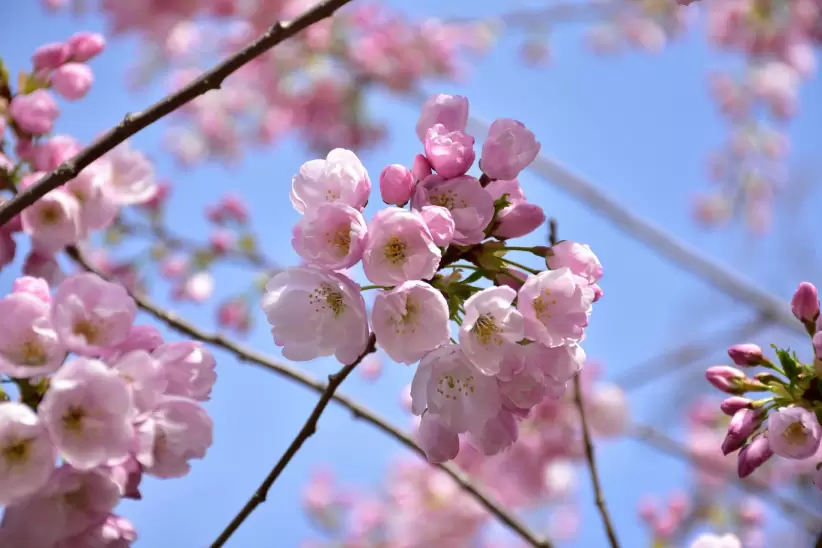 Japn. Fotos: Pexels