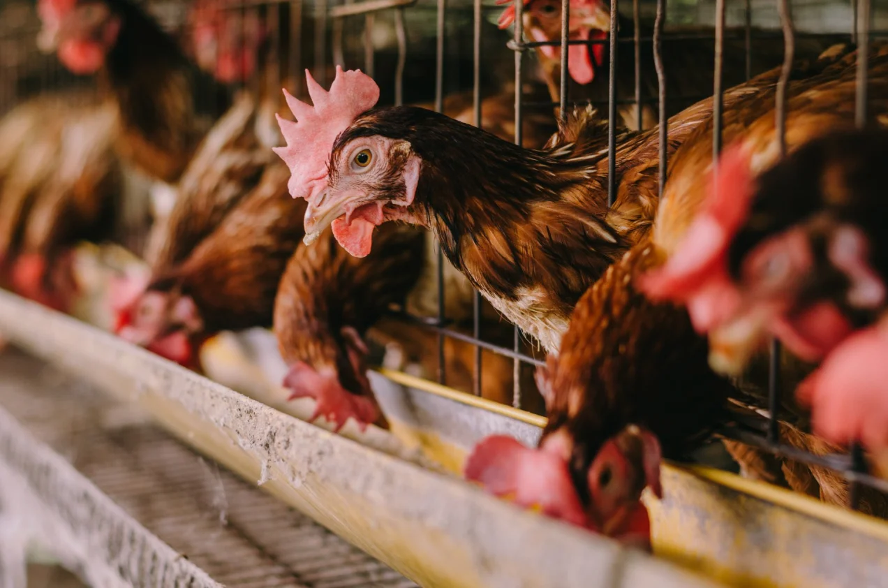 Sector aviar, pollos - Forbes PY