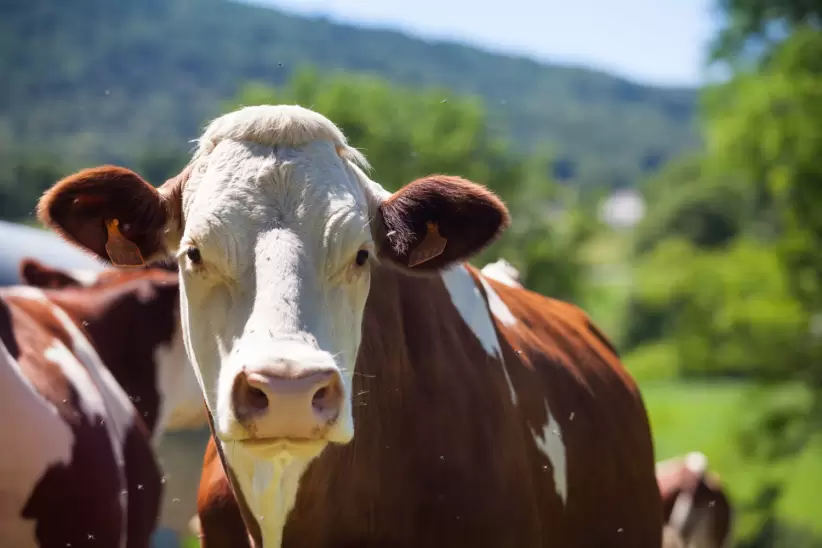 vaca, ganado, carne bovina, carne paraguaya