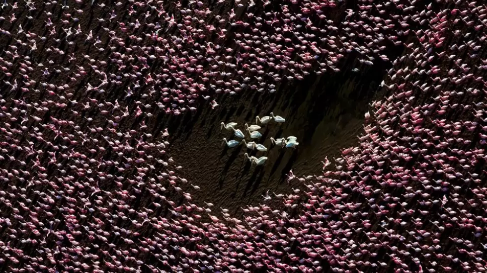 Flamencos y pelcanos, Ganador del tercer lugar, Fotgrafo del ao.