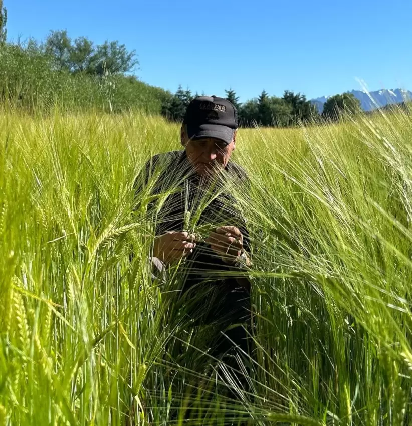 la alazana cebada terroir patagonia whisky nstor serenelli