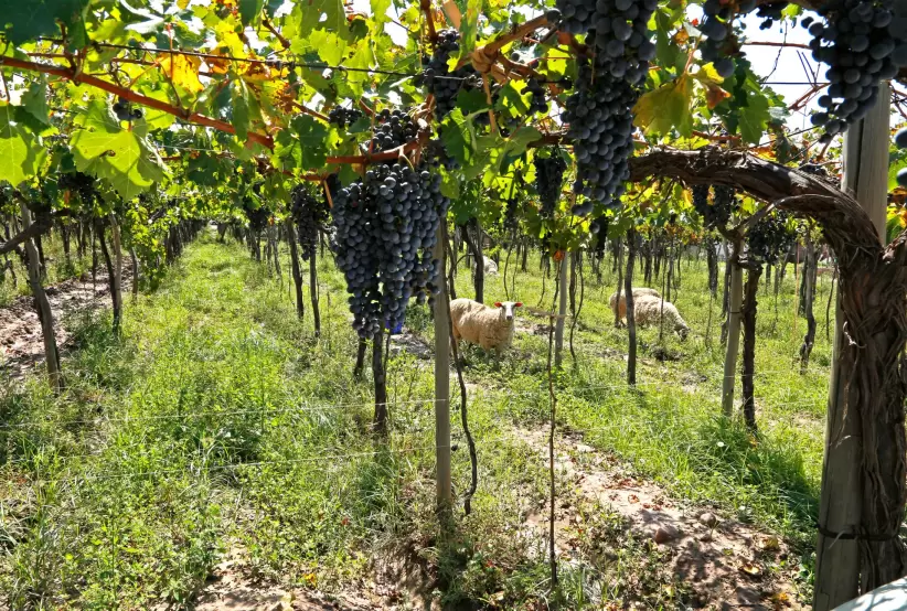 kaiken vineyards cabernet sauvignon (4)