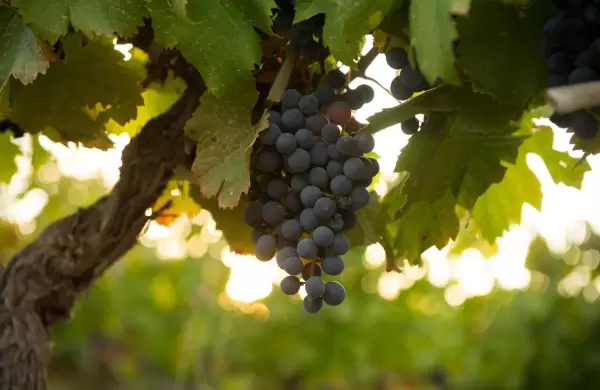 Cifras, curiosidades y etiquetas: el Cabernet Sauvignon argentino en números