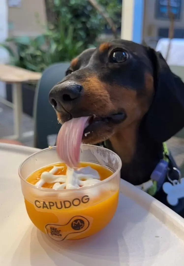 Modo Pet