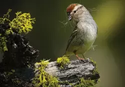 Las 16 fotos de aves ms impresionantes del ao