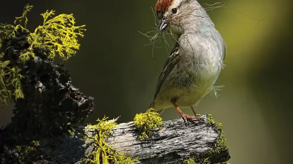 Gorrión chipeador, ave hembra ganadora, Estados Unidos y Canadá, Boise, Idaho