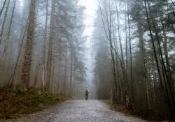 "Bao de bosque": el mtodo japons respaldado por la ciencia para reducir el estrs y potenciar la productividad